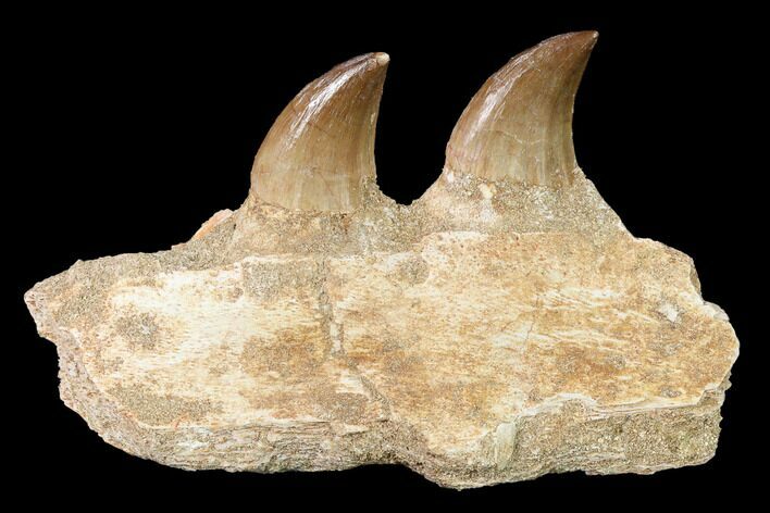 Mosasaur (Halisaurus) Jaw Section with Two Teeth - Morocco #164056